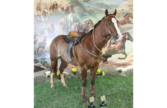 IRON HORSE CARDINAL